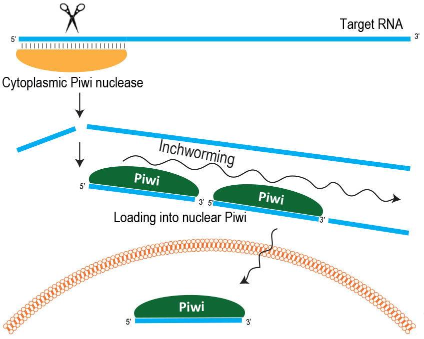 In germline cells PIWI proteins silence the RNA from jumping genes by cutting them in sequences of ~30 nucleotides that will become piRNAs. These new piRNAs bind to a nuclear PIWI protein to repress the expression of the jumping gene in the nucleus. IMAGE: Ramesh Pillai/EMBL